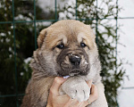 Собаки в Казани: Щенки САО Девочка, 50 000 руб. - фото 2
