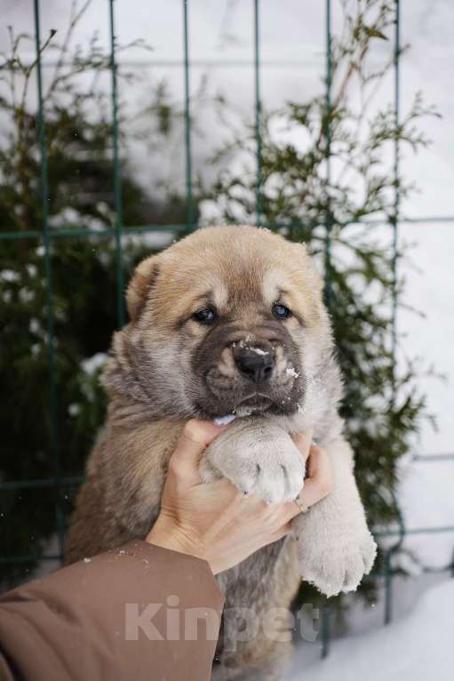 Собаки в Казани: Щенки САО Девочка, 50 000 руб. - фото 2