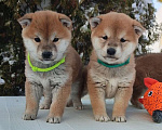 Собаки в Санкт-Петербурге: Сиба девочка Мальчик, 80 000 руб. - фото 1