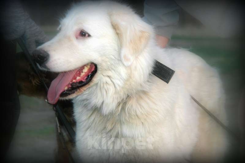 Собаки в Москве: Словацкий чувач в добрые руки Девочка, Бесплатно - фото 4