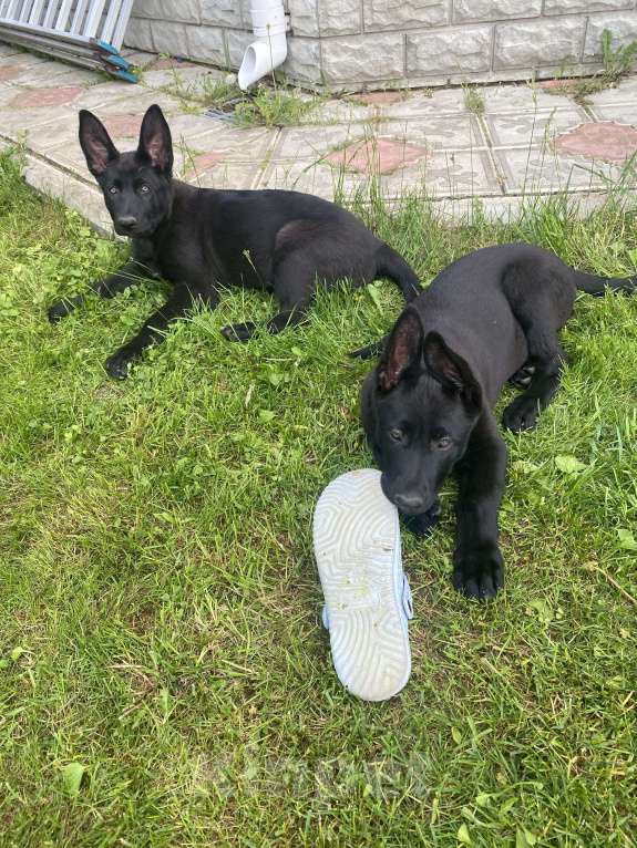 Собаки в Высоковске: Титания Девочка, 40 000 руб. - фото 3