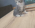Кошки в Санкт-Петербурге: Котенок  Мальчик, Бесплатно - фото 1