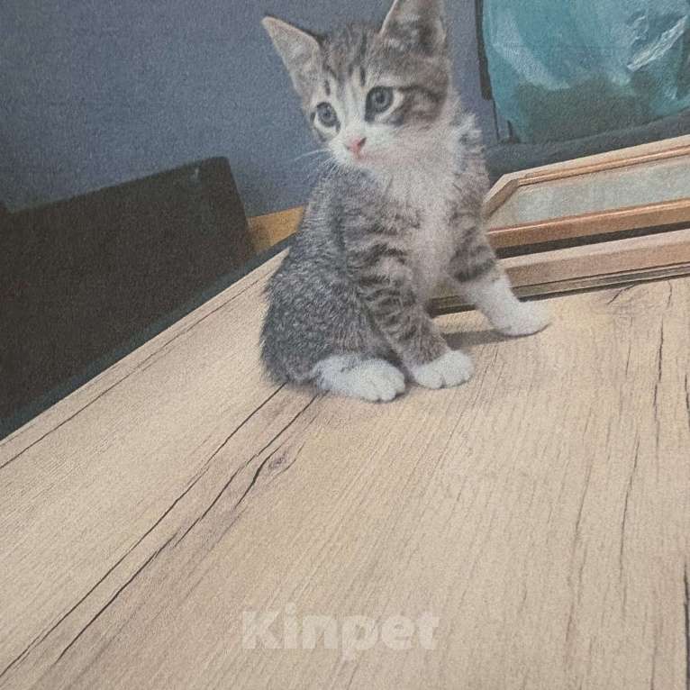 Кошки в Санкт-Петербурге: Котенок  Мальчик, Бесплатно - фото 1