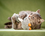 Кошки в Клине: Милош - замурчательный котейка! Мальчик, Бесплатно - фото 7