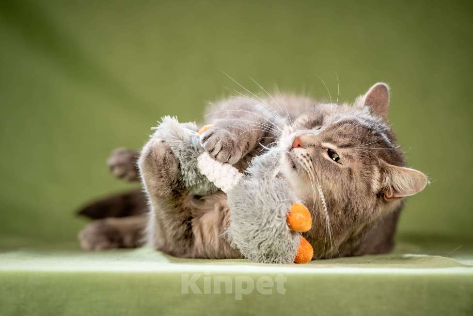 Кошки в Клине: Милош — замурчательный котейка! Мальчик, Бесплатно - фото 7