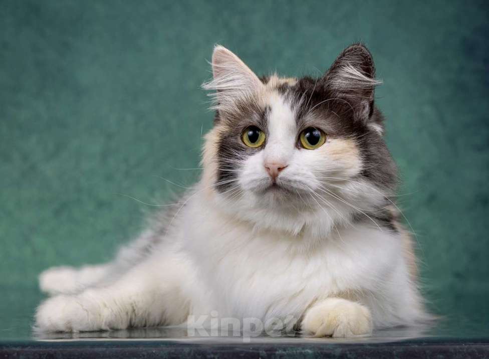 Кошки в Москве: Трехцветные кошки в добрые руки Девочка, Бесплатно - фото 5