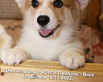 Собаки в Коломне: Щенки Вельш КОРГИ Пемброк  Девочка, 45 000 руб. - фото 3