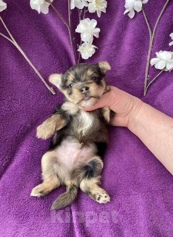 Собаки в Москве: Крупный йорк мальчик чёрный мрамор Мальчик, 60 000 руб. - фото 10