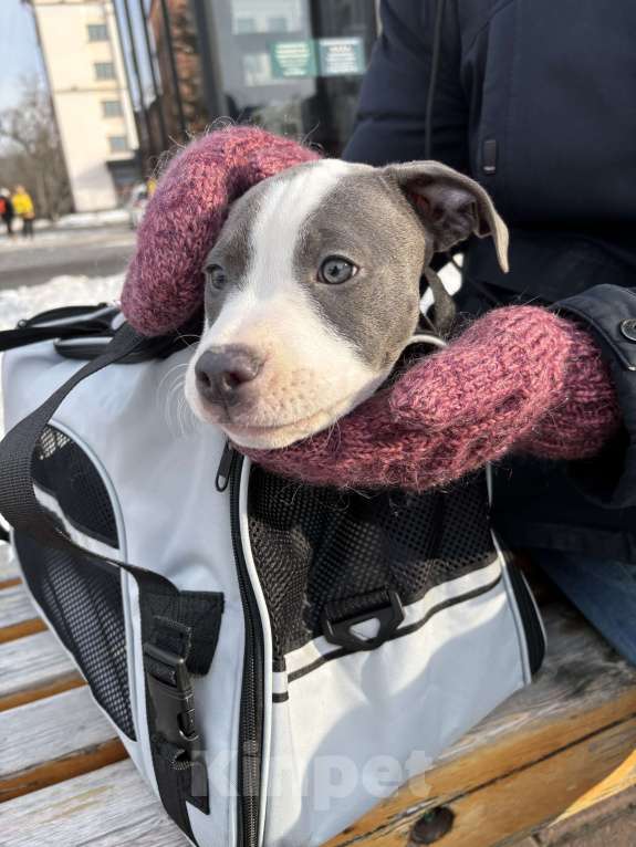 Собаки в Хабаровске: Американский стаффордширский терьер, щенок  Девочка, 50 000 руб. - фото 2