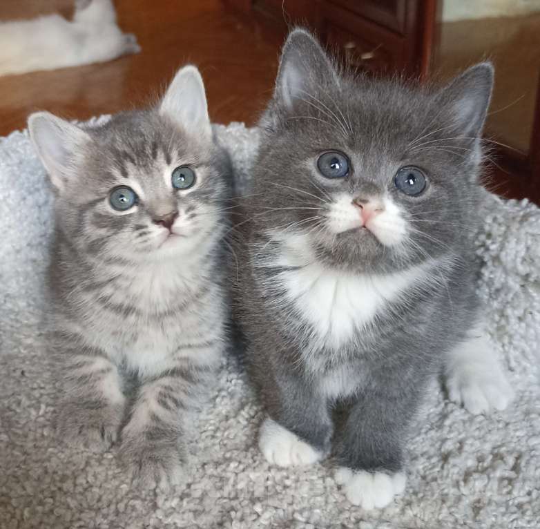 Кошки в Москве: Сесенькая с белым Девочка, 1 000 руб. - фото 1