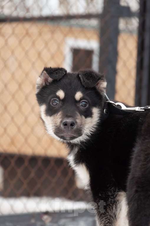 Собаки в Ногинске: Ливерпулькин в поисках семьи Мальчик, Бесплатно - фото 7