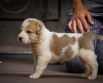 Собаки в Санкт-Петербурге: Среднеазиатская овчарка (алабай) Девочка, 30 000 руб. - фото 1