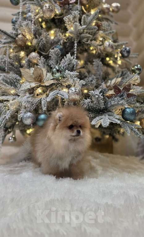 Собаки в Перми: Померанский шпиц Девочка, 120 000 руб. - фото 2