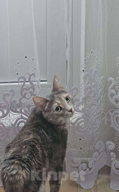 Кошки в Москве: Бесплатно в добрые руки! Девочка, Бесплатно - фото 2