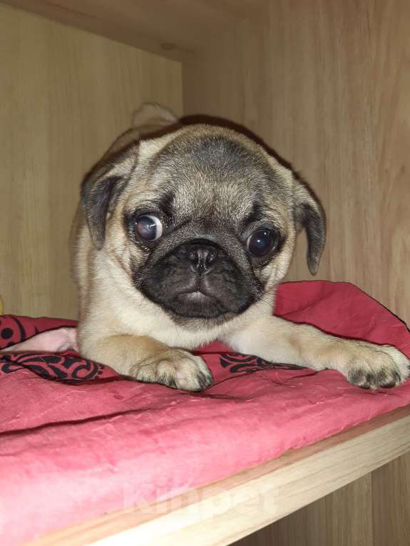 Собаки в Новосибирске: Девочка подросток 5 месяцев Девочка, 25 000 руб. - фото 1