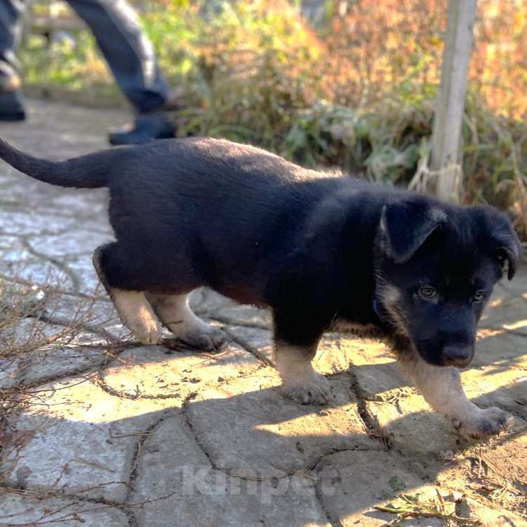 Собаки в других городах Ленинградской области: Кобель ВЕО от Гордость Питера Церри Бой х Гроза Мальчик, 45 000 руб. - фото 4