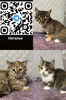 Котята ищут дом 