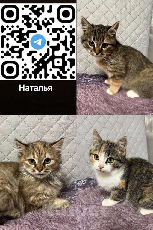 Кошки в Москве: Котята ищут дом  Девочка, Бесплатно - фото 1