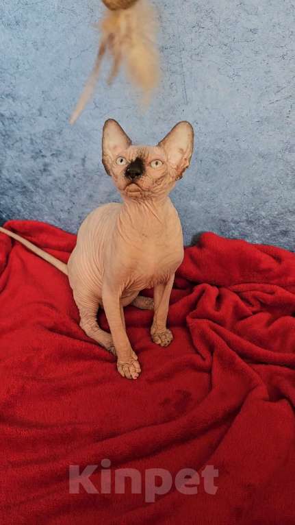 Кошки в Калининграде: Канадский сфинкс девочка с документами Девочка, 30 000 руб. - фото 3