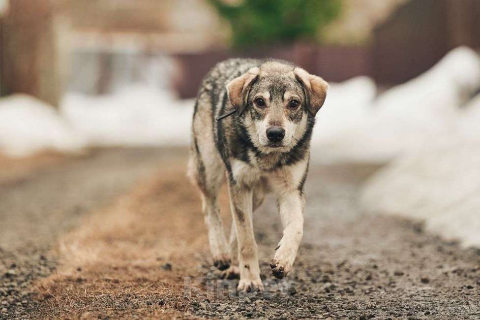 Собаки в Лосином-Петровском: Аракс валентинка в добрые руки Мальчик, Бесплатно - фото 2