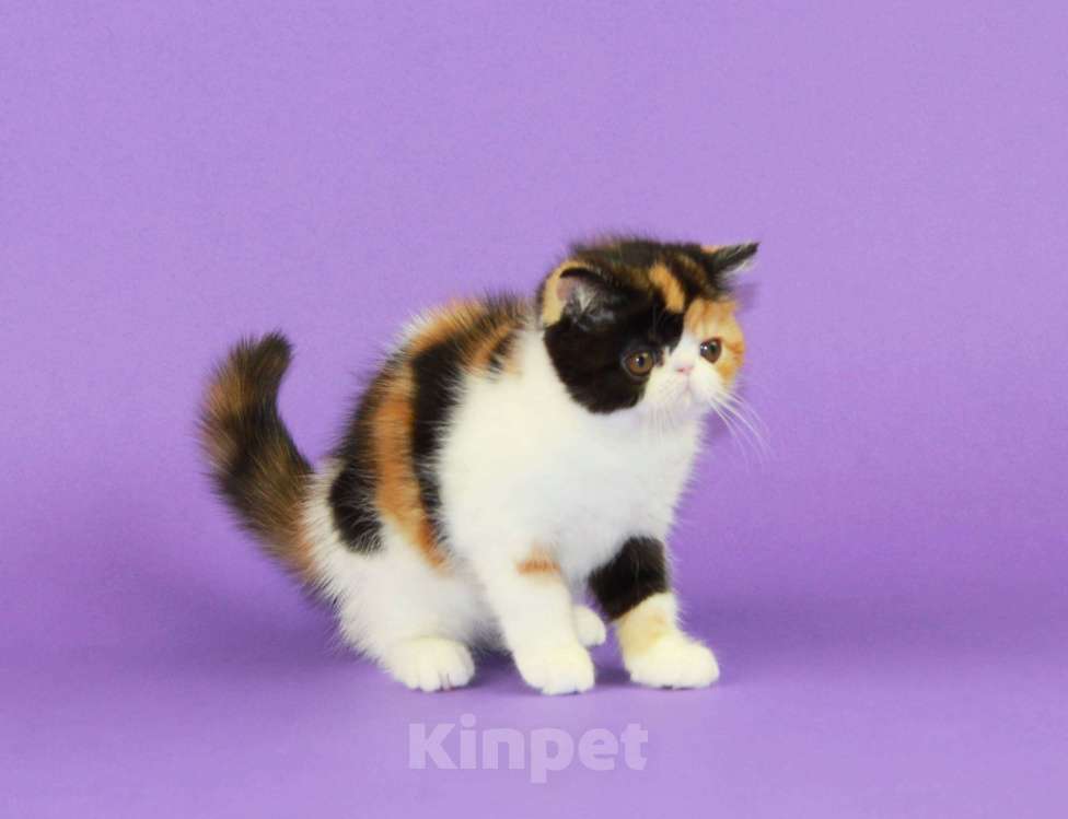 Кошки в Нижнем Новгороде: Красивая черепаховая кошечка экзот Девочка, 70 000 руб. - фото 5