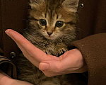Кошки в Москве: Котенок Мини ищет дом Девочка, Бесплатно - фото 4