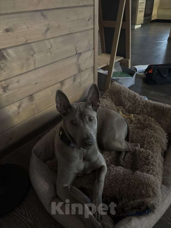 Собаки в других городах Московской области: Девочка тайского риджбека Девочка, 80 000 руб. - фото 1