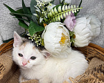 Кошки в Сосновом Бору: Котенок Бабочка Девочка, Бесплатно - фото 5