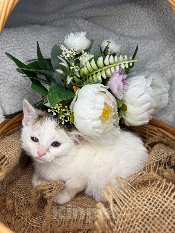 Кошки в Сосновом Бору: Котенок Бабочка Девочка, Бесплатно - фото 5