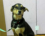Собаки в Клине: Чудесная АББА в поиске мам и пап! Девочка, Бесплатно - фото 2