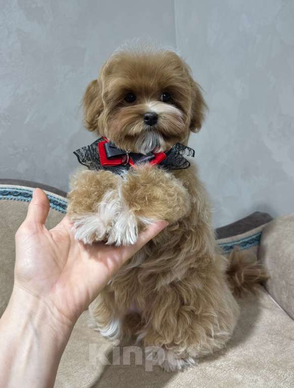 Собаки в Москве: Продается щенок Мальтипу мальчик Мальчик, 140 000 руб. - фото 3