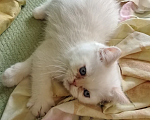 Кошки в Челябинске: Котики экзотики ищут дом Мальчик, Бесплатно - фото 1