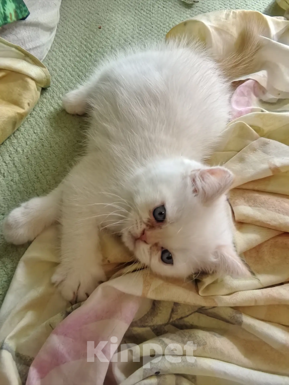 Кошки в Челябинске: Котики экзотики ищут дом Мальчик, Бесплатно - фото 1