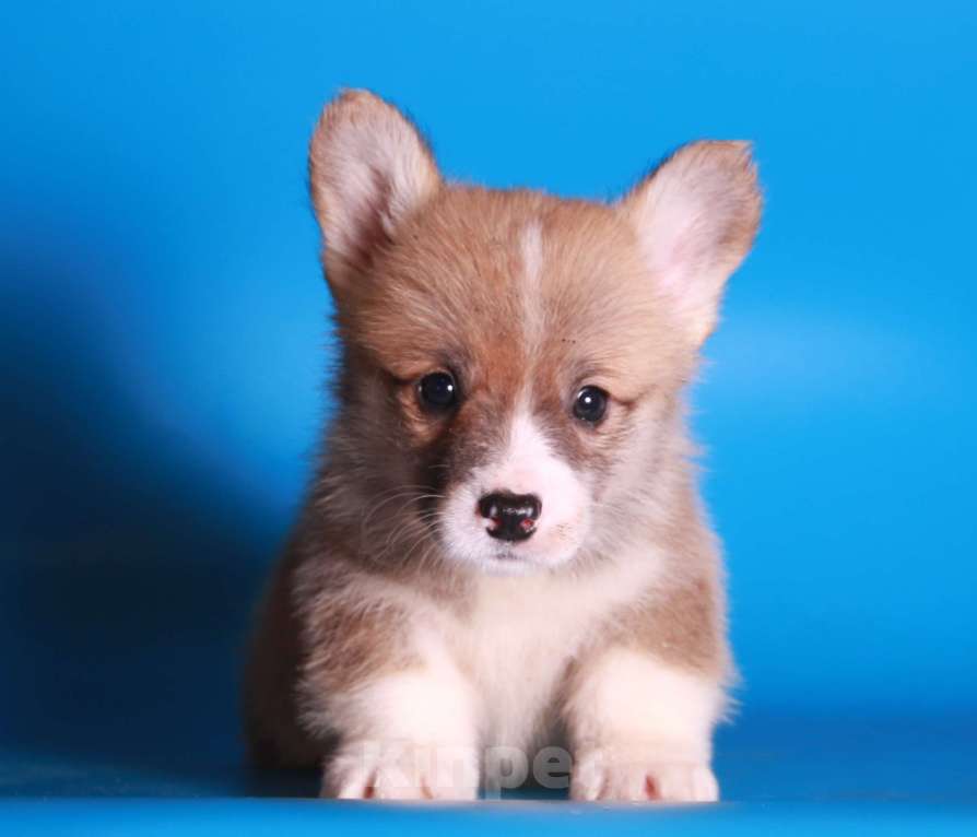 Собаки в Москве: вельш корги пемброк щекни Мальчик, 80 000 руб. - фото 3