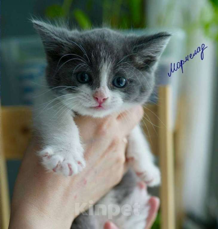 Кошки в Москве: Мармелад в поисках дома Мальчик, Бесплатно - фото 1