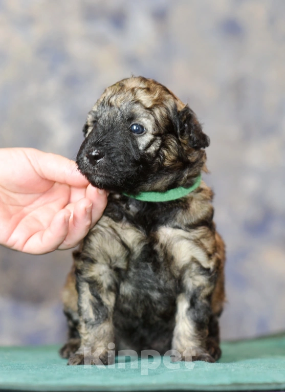 Собаки в Москве: Щенок Пуми зелена, лента  Мальчик, 90 000 руб. - фото 2
