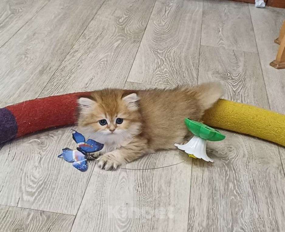 Кошки в Нижнем Новгороде: Продам котенка британской золотой шиншиллы Мальчик, 20 000 руб. - фото 3