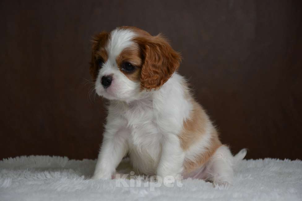 Собаки в Воронеже: Щенки Кавалер Кинг Чарльз Спаниель  Девочка, 65 000 руб. - фото 6