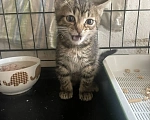 Кошки в Санкт-Петербурге: Ищем дом спасенных  с улицы котят! 🐾 Мальчик, Бесплатно - фото 6