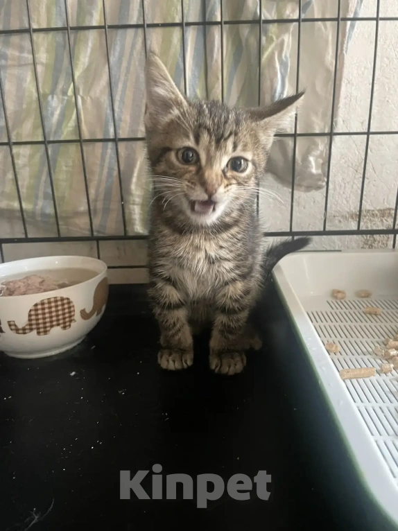Кошки в Санкт-Петербурге: Ищем дом спасенных  с улицы котят! 🐾 Мальчик, Бесплатно - фото 6