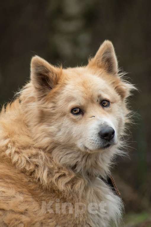 Собаки в Москве: Красавице Энжи очень нужен дом  Девочка, Бесплатно - фото 1