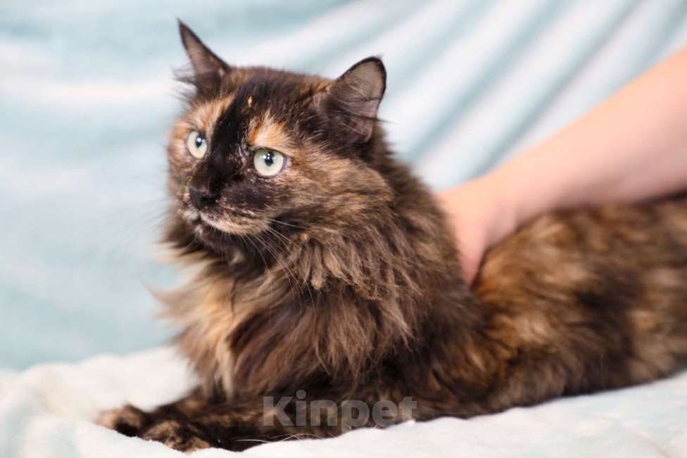 Кошки в Москве: Стеша - роскошная пушистая кошечка в дар Девочка, Бесплатно - фото 4