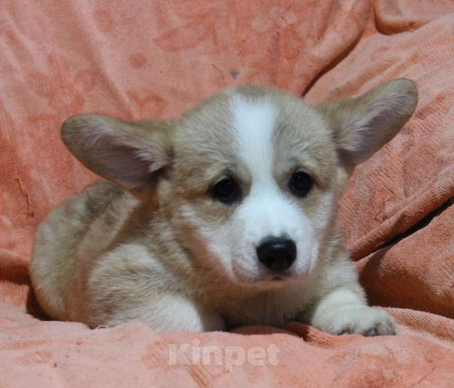 Собаки в Армавире: мальчик  корги пемброк Мальчик, 45 000 руб. - фото 3
