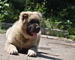 Собаки в Новокуйбышевске: КАВКАЗСКАЯ ОВЧАРКА Мальчик, 40 000 руб. - фото 1