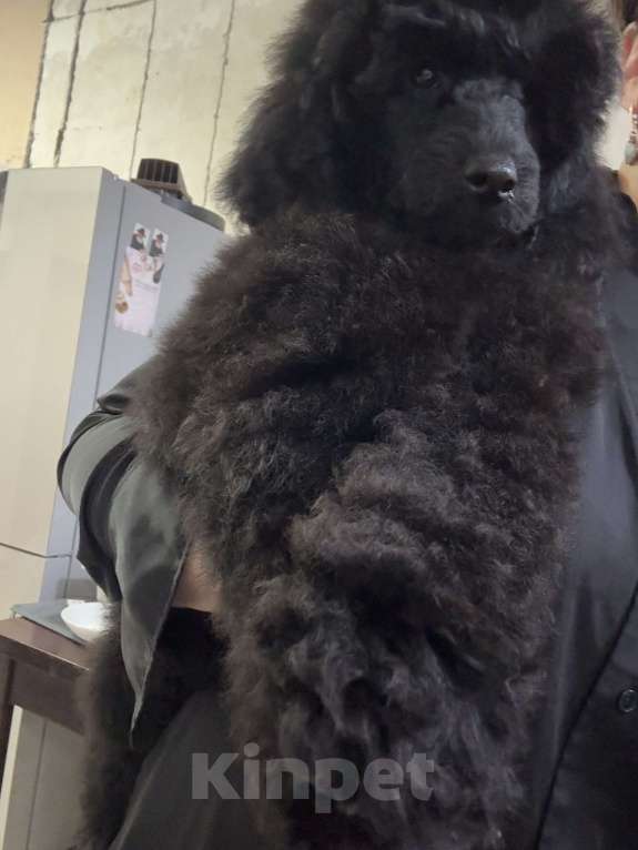 Собаки в Калининграде: Миниатюрный пудель Девочка, 70 000 руб. - фото 5