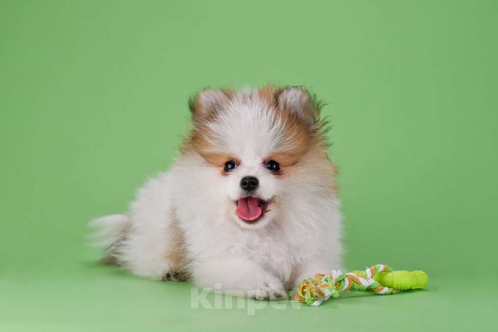 Собаки в Ростове-на-Дону: Продается мальчик померанского щпица от высокопородных родителей. Мальчик, 35 000 руб. - фото 3