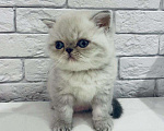 Кошки в Болхове: Супер Экзот Блю-пойнт, 25 000 руб. - фото 6