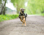 Собаки в Москве: 3 красивых щенка: метисы лабрадора и овчарки Мальчик, Бесплатно - фото 4
