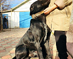 Собаки в Таганроге: Отдам собаку в добрые руки Мальчик, Бесплатно - фото 2