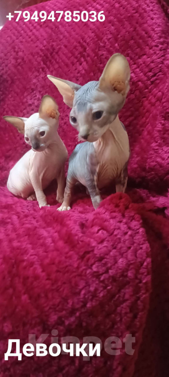 Кошки в Донецке: Сфинкс девочка Девочка, 20 000 руб. - фото 2